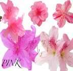 Five azaleas collage